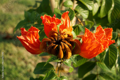Beautiful Spathodea flowers, African tulip tree. Spathodea campanulata. among green leaves and other blue sky background.