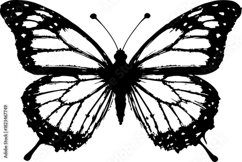 butterfly vector vector