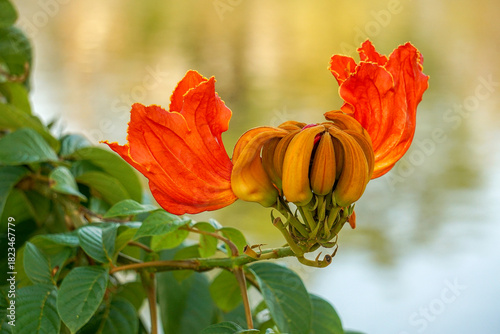 Beautiful Spathodea flowers, African tulip tree. Spathodea campanulata. among green leaves and other blue sky background.