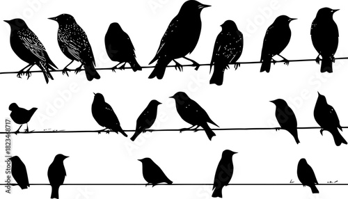 Silhouette of Birds on a Wire: A stark representation of wildlife in nature minimal art