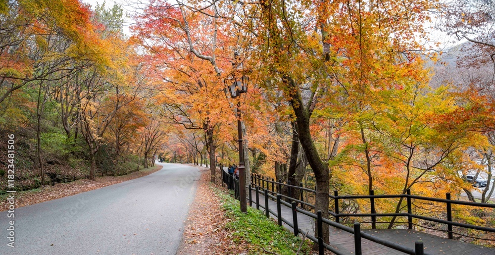 Naklejka premium 산사로 가는 아름다운 단풍길, 장성 백양사