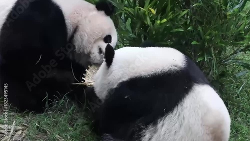 Two Pandas are playing fighting on the green yard, Chnegdu Panda Base, China