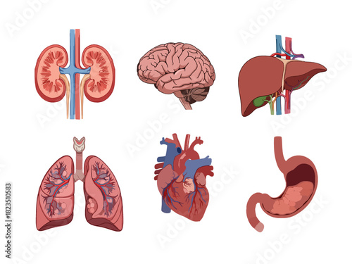 Human Internal Organs Anatomy Set Vector Illustration
