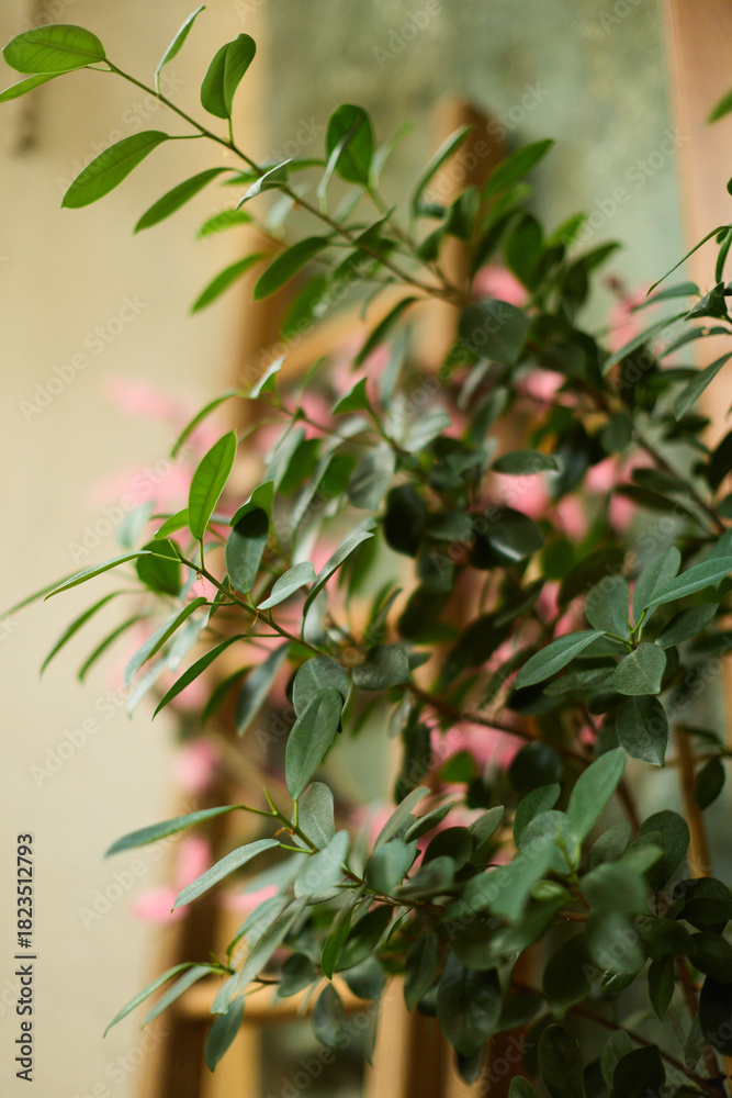 Obraz premium Indoor Plant with Soft Bokeh