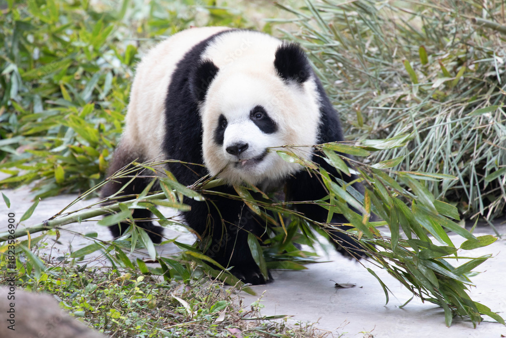 Fototapeta premium cute panda, YU Ai, carrying a bamboo stick with her mouth, Chongqing Zoo, China