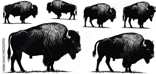 Black and White Etching Style Set of North American Bison Illustrations Showing Large Powerful Buffalo in Different Sizes and Detailed Engraving Technique