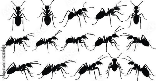 Set of ant silhouettes, black insect icons, crawling bug collection, pest control symbols, working colony concept, vector illustration, isolated shapes