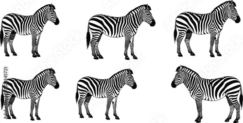 Set of Six Detailed Zebra Illustrations Featuring the Iconic Black and White Stripe Pattern of the African Wild Horse, Ideal for Wildlife Vector Graphics