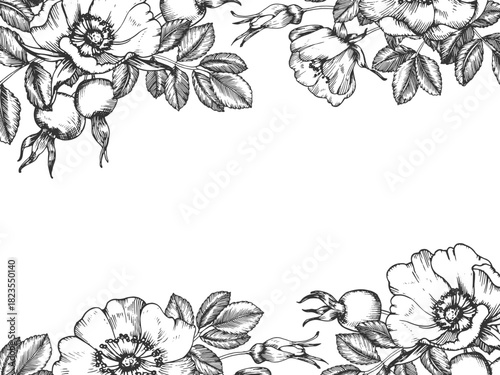 Rosehip hand-drawn ink vector frame. Template with flowers, berries, leaves, and buds. Element for packaging and label design for tea and cosmetics.