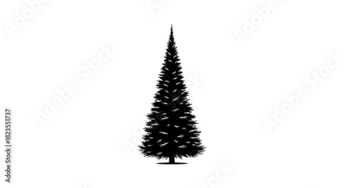 Silhouette of a tall, slender evergreen tree with dense foliage.