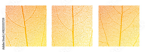 Leaf vein cell skeleton texture abstract background set with close up plant leaf cells structure pattern vector illustration. Macro orange leaf vein skeleton organic lattice natural foliage texture.