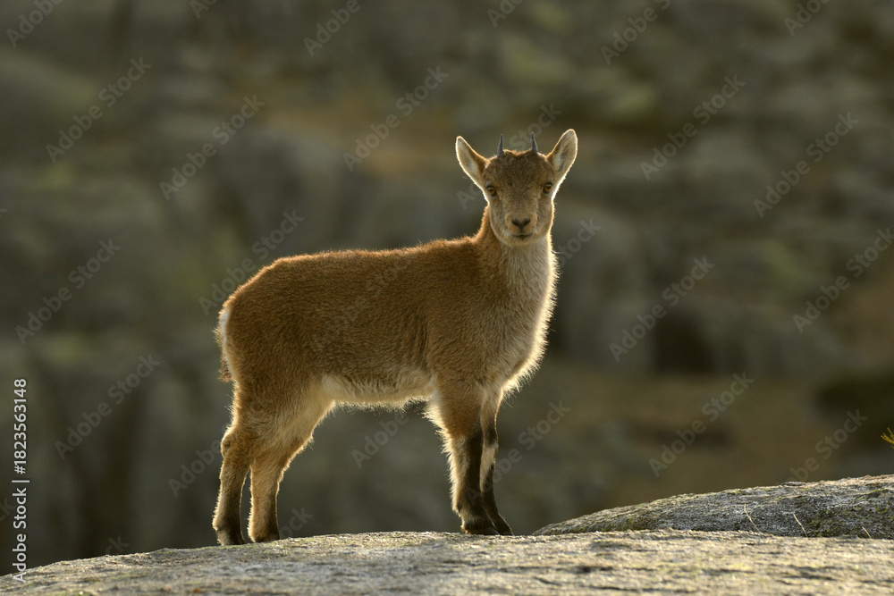Naklejka premium cabras monteses en la sierra de gredos