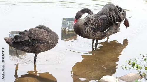 Close up Bar-Headed Ducks grooming thier feathers