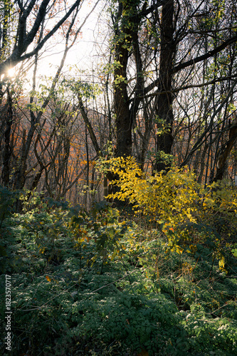 福島県_安達太良山の紅葉