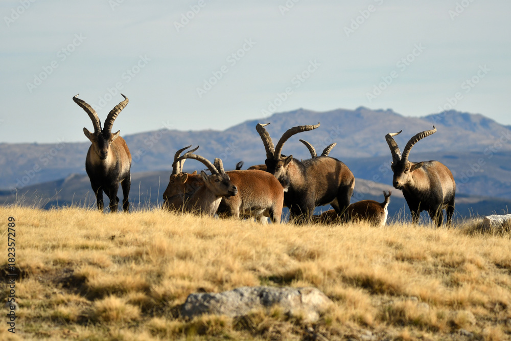 Fototapeta premium cabra montes en la sierra de Gredos en otoño