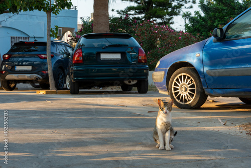 Fototapeta Naklejka Na Ścianę i Meble -  Chat errant assis dans un parking ensoleillé