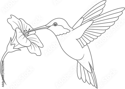 Hummingbird feeding nectar from a flower in a black and white line drawing