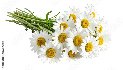 Bouquet of daisies with bright yellow centers and white petals. Green stems present