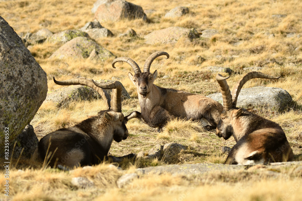 Obraz premium cabras monteses en la sierra de gredos