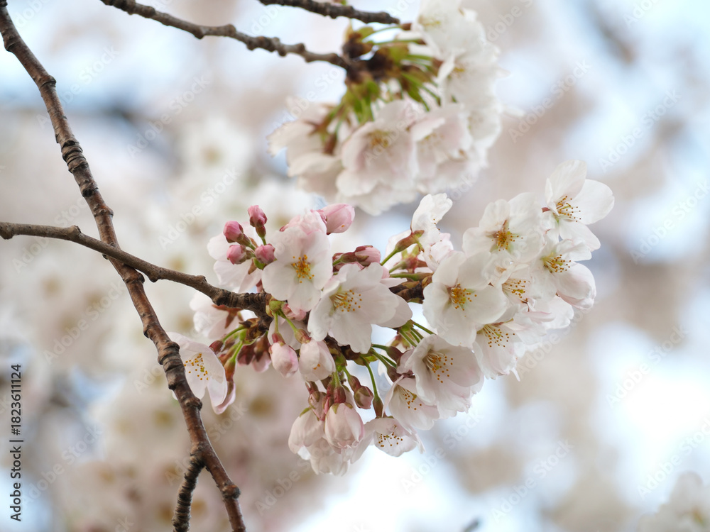 Obraz premium 植物 春 花 夕方