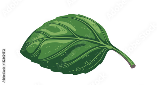 A beautifully illustrated vibrant green leaf, possibly a fresh basil or mint herb, isolated on a clean white background, perfect for culinary or natural design elements.