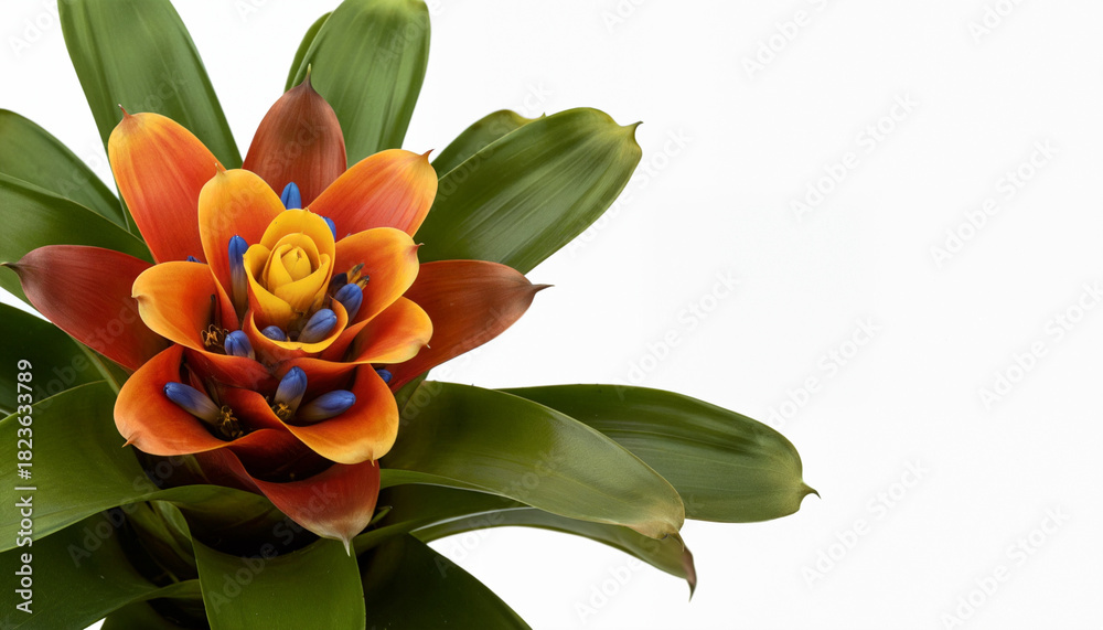Obraz premium Vibrant Bromeliad Close-Up with White Background for Botanical Elegance and Conceptual Art