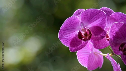 Purple Orchid branch on green natural background