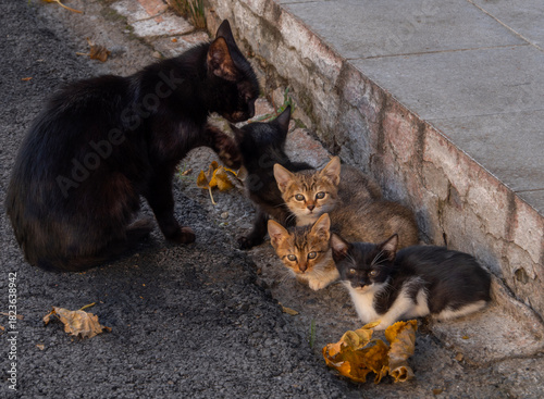 Fototapeta Naklejka Na Ścianę i Meble -  A black stray cat with kittens on the street on the island of Evia in Greece