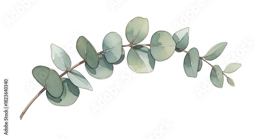 Watercolor eucalyptus branch illustration with silver dollar leaves on white background