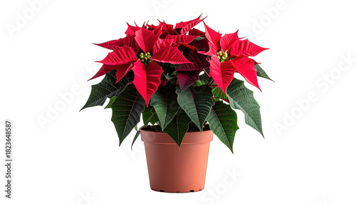 A potted plant with vibrant red bracts and dark green leaves against black