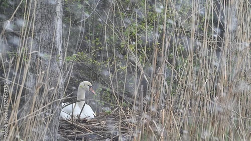 Mute Swan on Nest in Snowfall Cygnus olor Slow motion.
