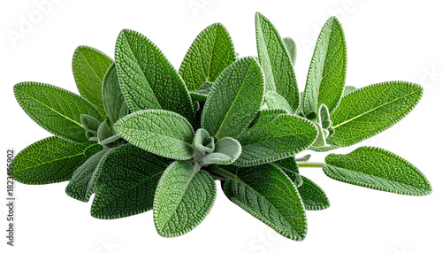 A vibrant, close-up cluster of fresh, green, velvety leaves, isolated on black