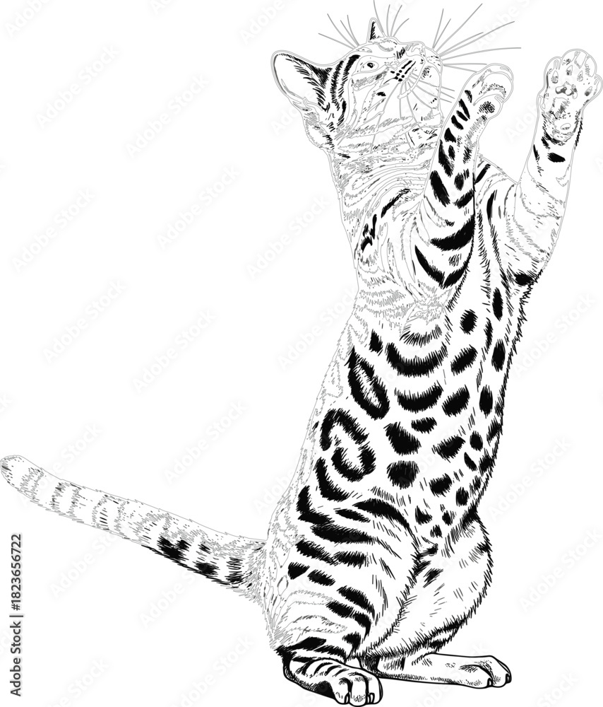 Fototapeta premium Black and White Outline Vector Drawing of a Bengal Cat Standing on its Hind Legs, Reaching Up in a Playful Stance, Perfect for Pet, Animal, and Line Art Tattoo Designs
