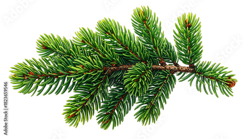 Detailed close-up of a green evergreen branch with needles and small buds