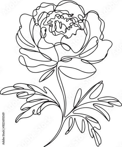 Continuous line art illustration of large peony with layered petals using hand-sketched contour
