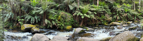 Wide angle view of rainforest ferns and river stream
