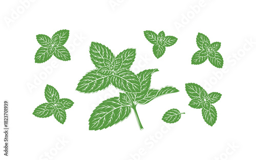 Mint leaves in vibrant green, isolated on a clean white background.