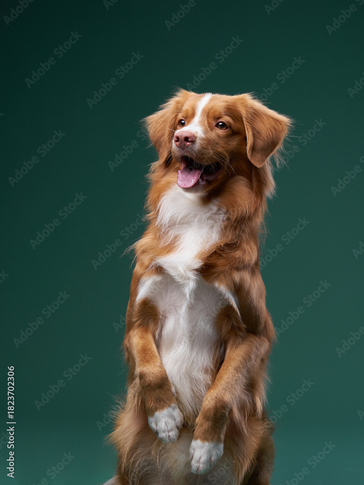 Φωτογραφία A Nova Scotia Duck Tolling Retriever sits with a calm and friendly expression against a dark green background