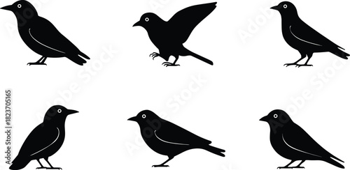 Six black bird silhouettes in various poses on white background vector