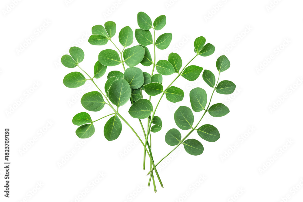 Obraz premium Fresh Moringa Herb Transparent Background
