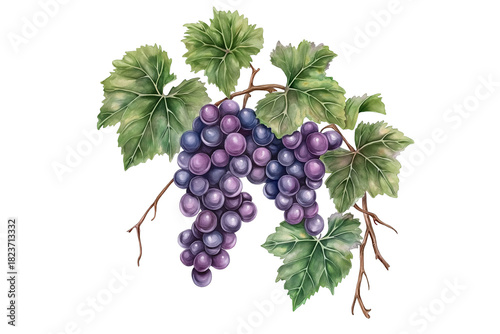 Watercolor Grape Leaves and Branches with Purple Grapes PNG. Purple Grapes with Leaves Watercolor Art Isolated.