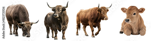 A group of four cattle including bulls and a calf standing and lying down on a plain background on transparent background