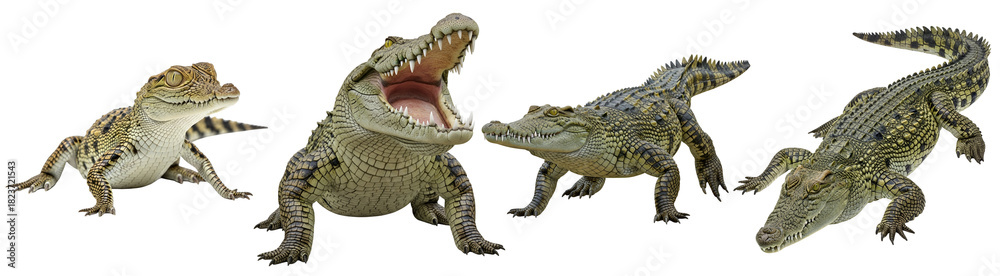 Fototapeta premium Four crocodiles in various poses, one with its mouth open, displaying teeth and textured skin patterns on transparent background