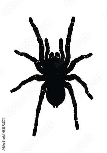 Black silhouette of a tarantula spider
