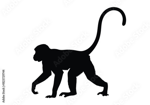 Silhouette of a monkey walking