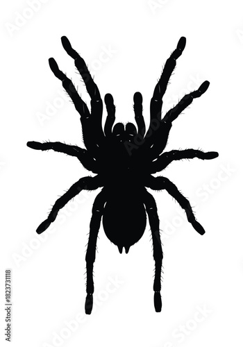 Silhouette of a large hairy tarantula spider