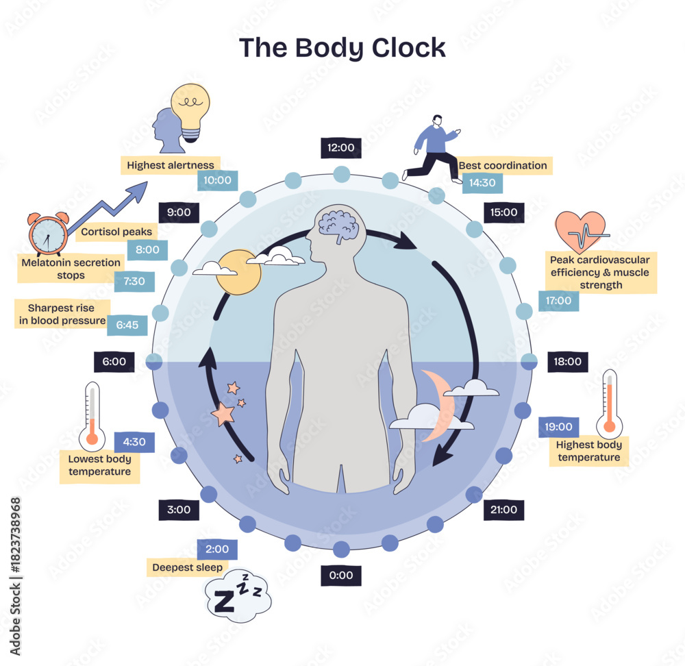 Fototapeta premium Body clock brief maps circadian rhythm across 24 hours with human silhouette, clock ring, and arrows highlighting sleep, alertness, and temperature cycles. Doodle style diagram