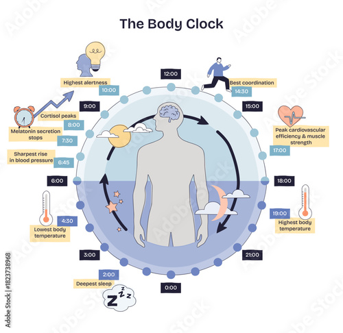 Body clock brief maps circadian rhythm across 24 hours with human silhouette, clock ring, and arrows highlighting sleep, alertness, and temperature cycles. Doodle style diagram