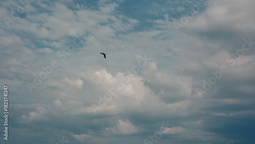 birds in the sky