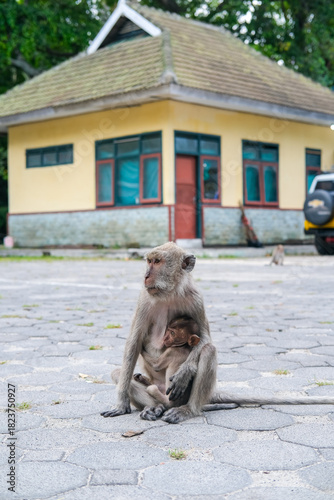 Photography Mother monkey gently cradling her young on a paved courtyard, showcasing natural behavior, tenderness, and close maternal bonding in a calm wildlife environment